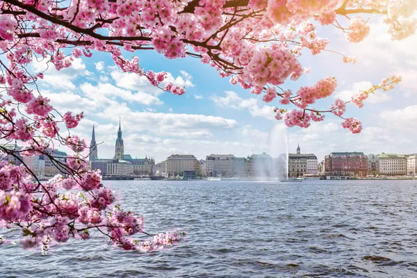 Blick über die Binnenalster in Hamburg mit blühenden Kirschbäumen im Vordergrund und Stadtpanorama im Hintergrund