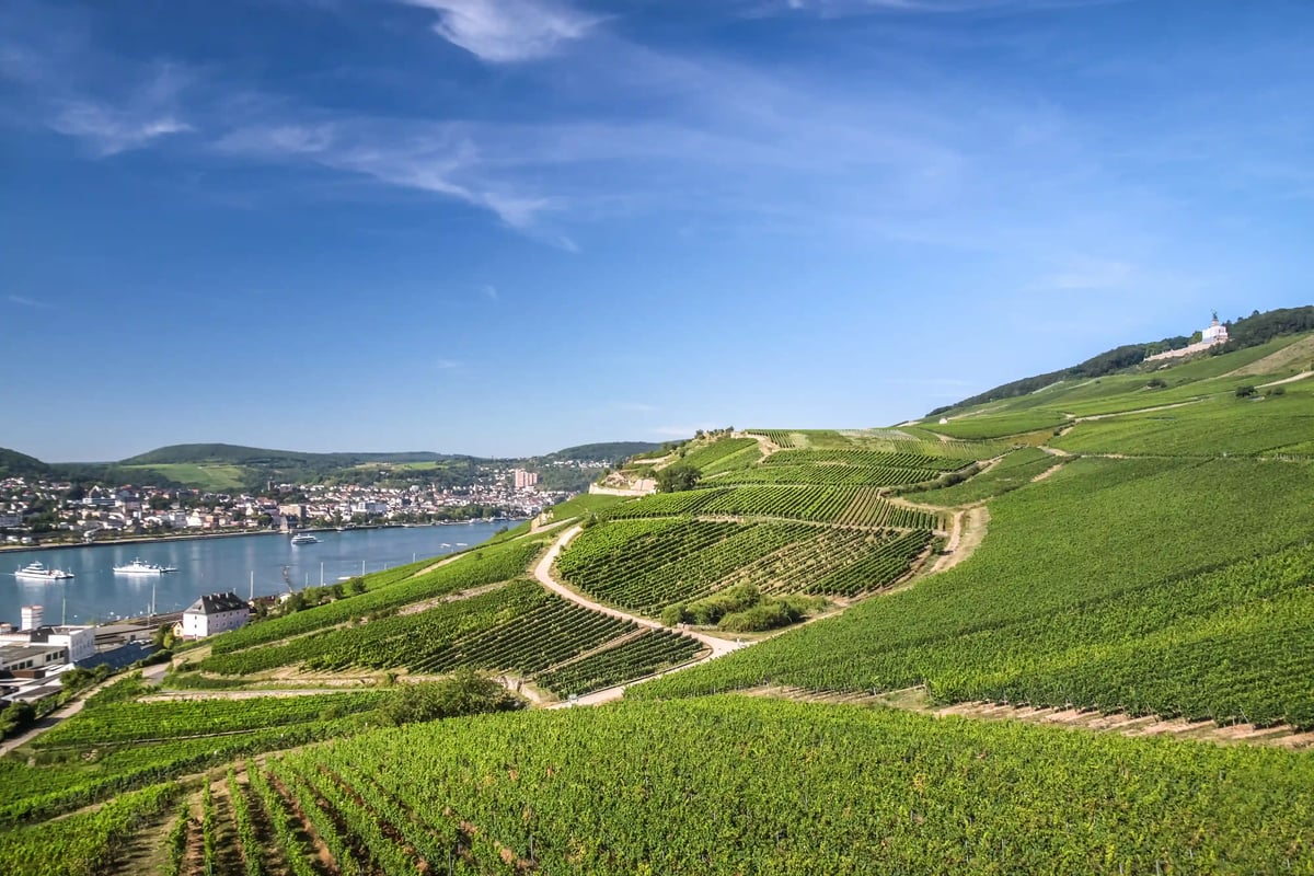 Grüne Weinberge oberhalb des Rheins mit Blick auf den Fluss und die Stadt im Tal