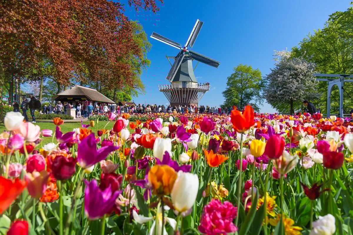 Blühende Tulpenfelder mit Windmühle im Keukenhof
