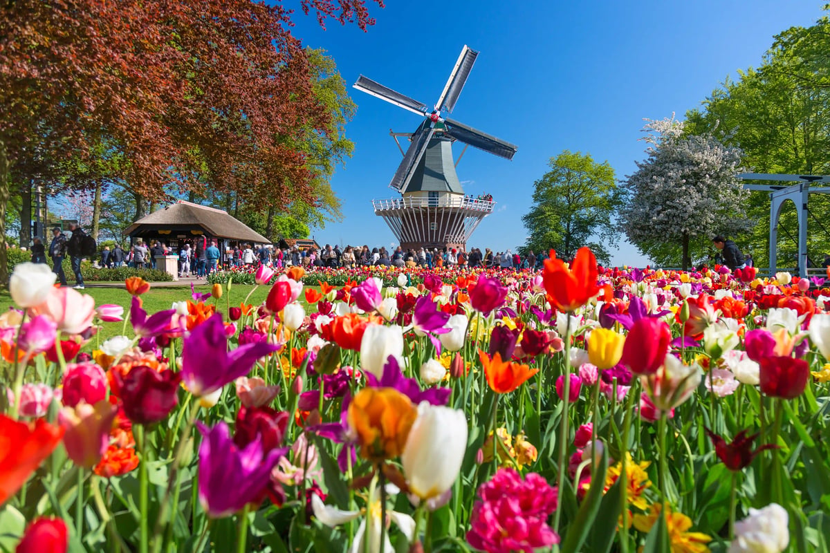 Champs de tulipes en fleurs avec moulin à vent au Keukenhof