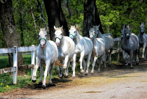 Gruppe weisser Lipizzaner Pferde galoppiert auf einem Weg durch grünen Wald