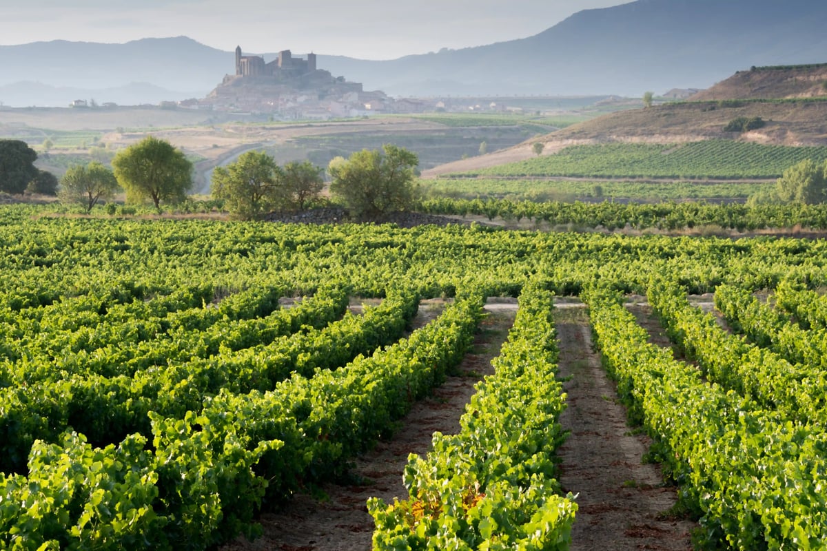 Weitläufige Weinberge mit regelmässigen Rebenreihen und einer Burg auf einem Hügel im Hintergrund