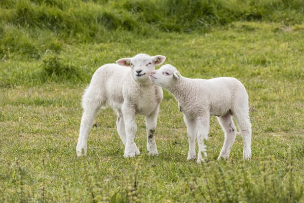 Zwei junge Lämmer stehen auf einer grünen Wiese und berühren sich sanft mit den Köpfen