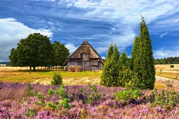 Reetgedeckte Scheune in der Lüneburger Heide, umgeben von violetter Heideblüte, Grünflächen und vereinzelten Bäumen unter blauem Himmel