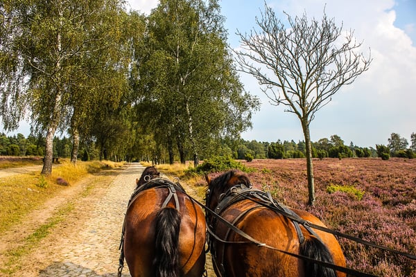 Kutschenfahrt durch die Lüneburger Heide mit zwei Pferden auf einem sandigen Weg, gesäumt von Bäumen und violetter Heide