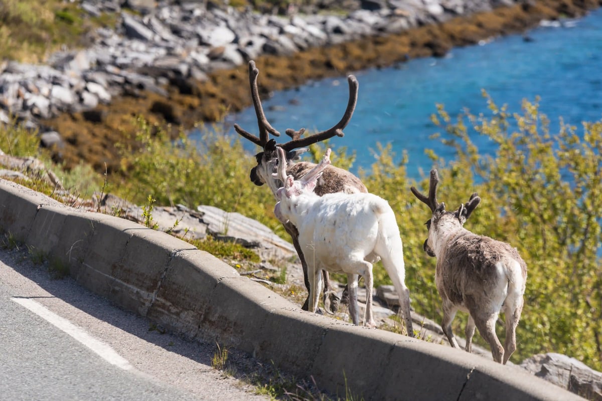 Mehrere Rentiere stehen am Strassenrand mit Blick auf das blaue Meer
