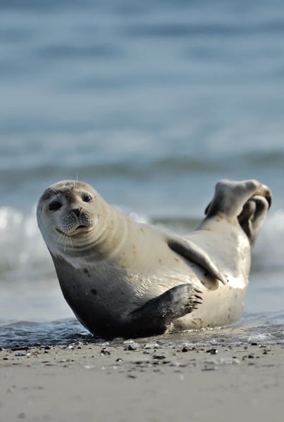 Robbe liegt entspannt am Sandstrand und blickt zum Meer bei ruhiger Brandung