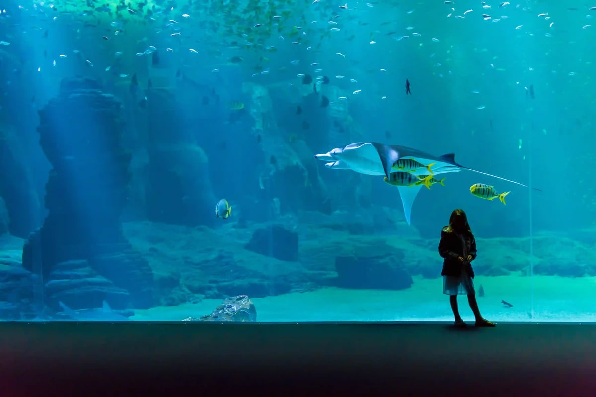 Personne observant des raies et poissons devant une immense vitre d aquarium