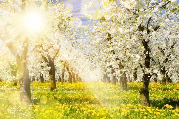 Blühende Apfelbäume im Frühling mit gelber Blumenwiese und Sonnenstrahlen