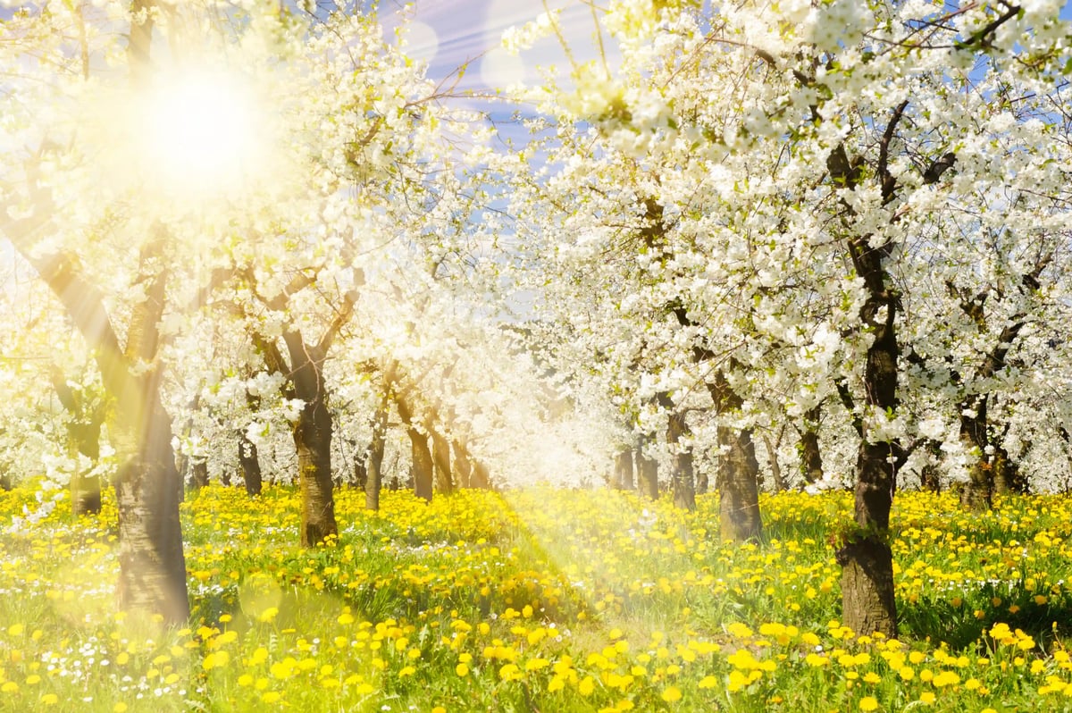 Blühende Apfelbäume im Frühling mit gelber Blumenwiese und Sonnenstrahlen
