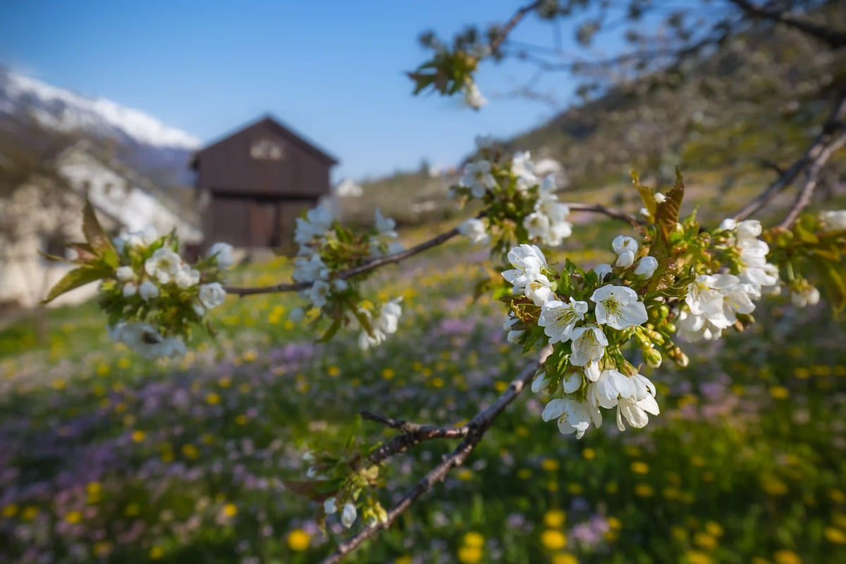 Nahaufnahme von weissen Obstblueten an einem Zweig, dahinter Wiese mit Blumen und eine dunkle Huette vor Bergen.