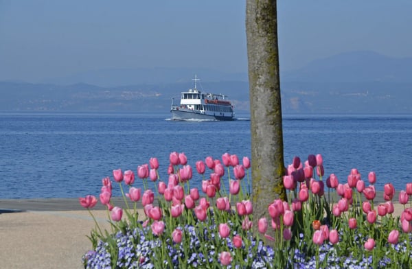 Passagierschiff fährt über den Gardasee im Hintergrund, im Vordergrund blühen pinke Tulpen am Ufer