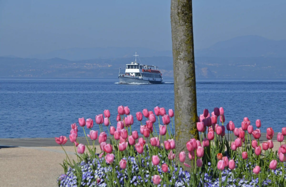Bateau de passagers naviguant sur le lac de Garde en arriere plan avec des tulipes roses en fleurs au premier plan