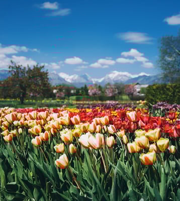 Weitläufiger Tulpenpark mit farbenfrohen Blumenbeeten, gepflegten Hecken und Bergen im Hintergrund