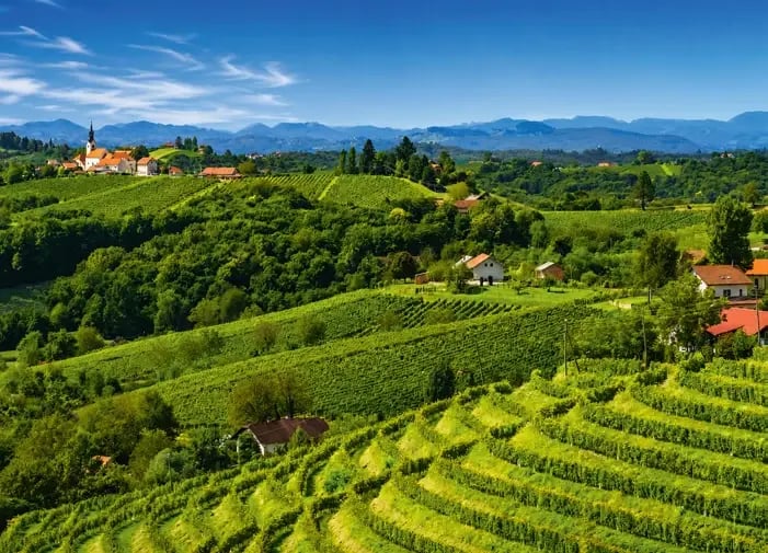 Weinberge und sanfte Hügel rund um Jeruzalem in der slowenischen Weinregion.