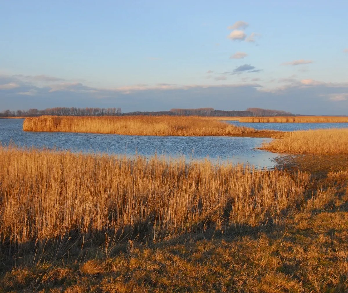 Schilflandschaft am Neusiedler See im Nationalpark Seewinkel.