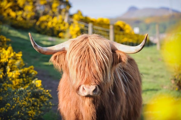 Schottisches Hochlandrind mit langen Haaren und Hörnern auf einer Wiese