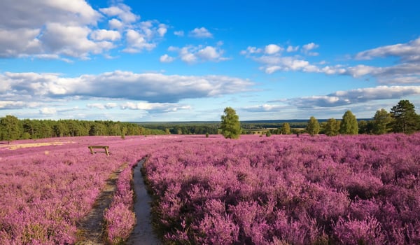 Weite Heidelandschaft in der Lüneburger Heide mit violetter Blüte, einzelnen Bäumen und Wolkenhimmel