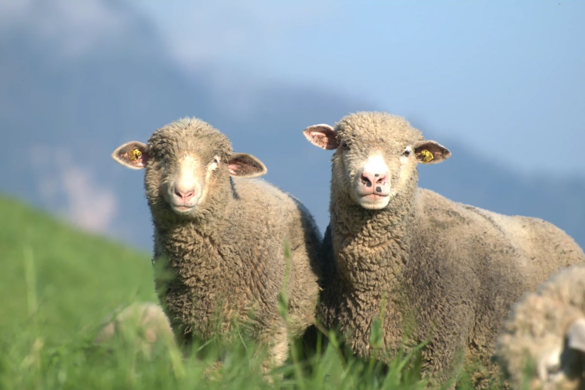 Zwei Schafe stehen auf einer grüne Weide und blicken direkt in die Kamera vor unscharfem Hintergrund