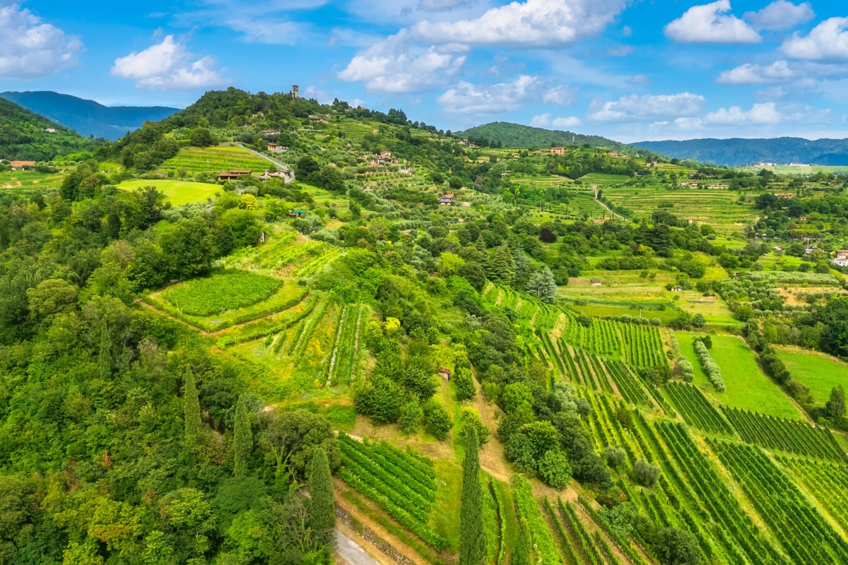 Grüne Weinberge von Franciacorta mit sanften Hügeln, Rebreihen und verstreuten Häusern