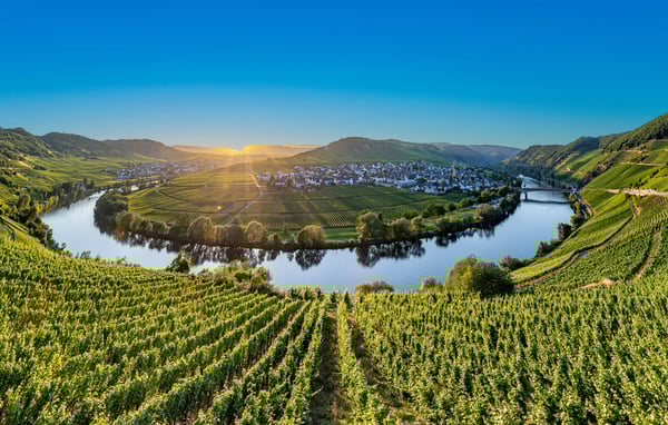 Weinberge entlang der Mosel bei Sonnenuntergang