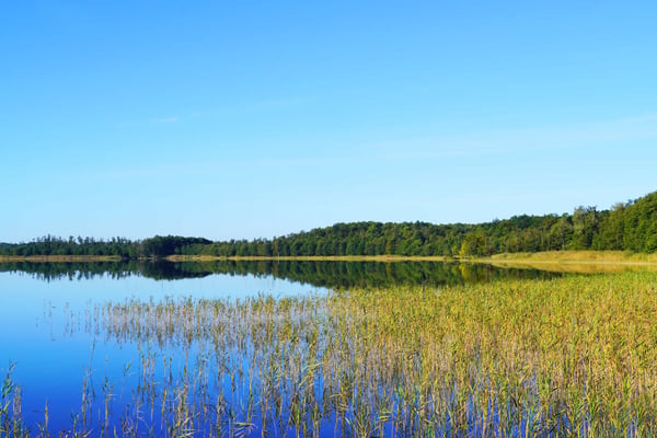Flacher See mit Schilf im Vordergrund, Spiegelung von Wald und Himmel im stillen Wasser bei sonnigem Wetter