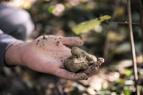 Hand hält frisch gefundene Trüffel im Wald während einer Trüffelsuche