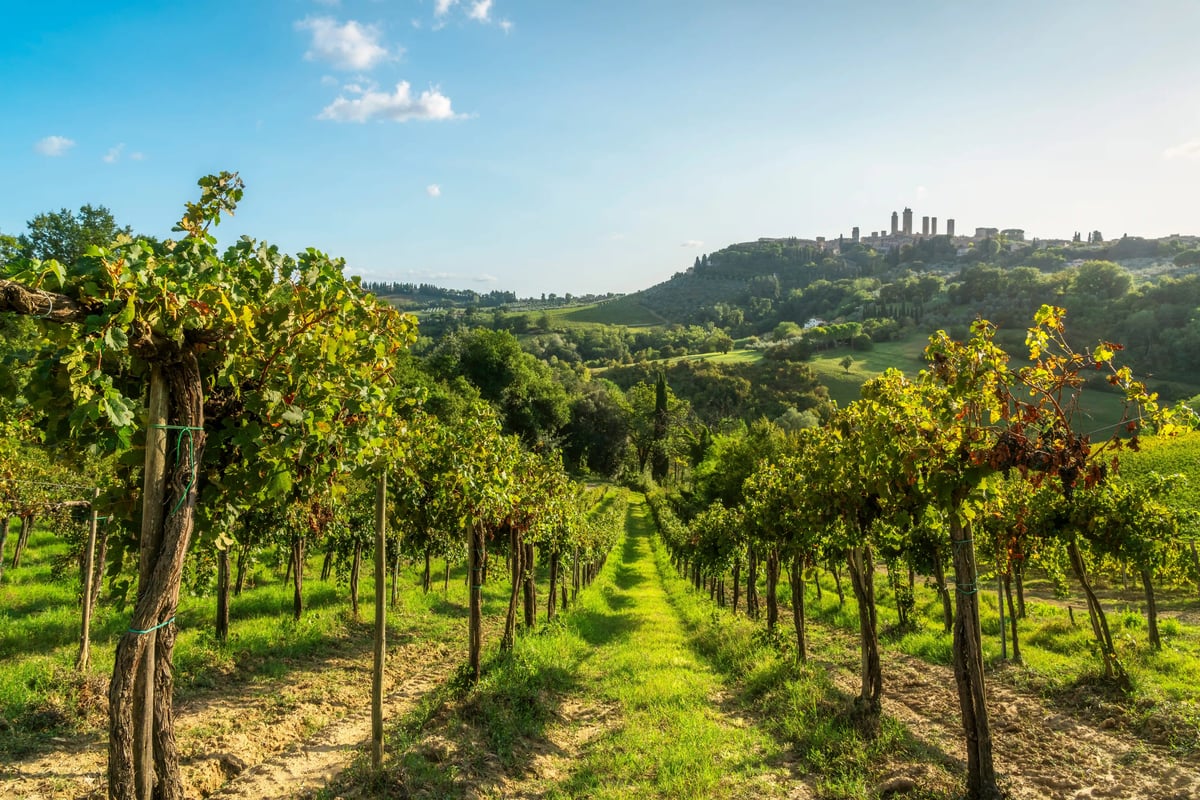 Weinberge vor San Gimignano mit den markanten Geschlechtertürmen auf dem Hügel.