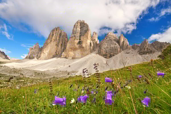 Felsformationen der Dolomiten mit grünen Wiesen und violetten Alpenblumen im Vordergrund