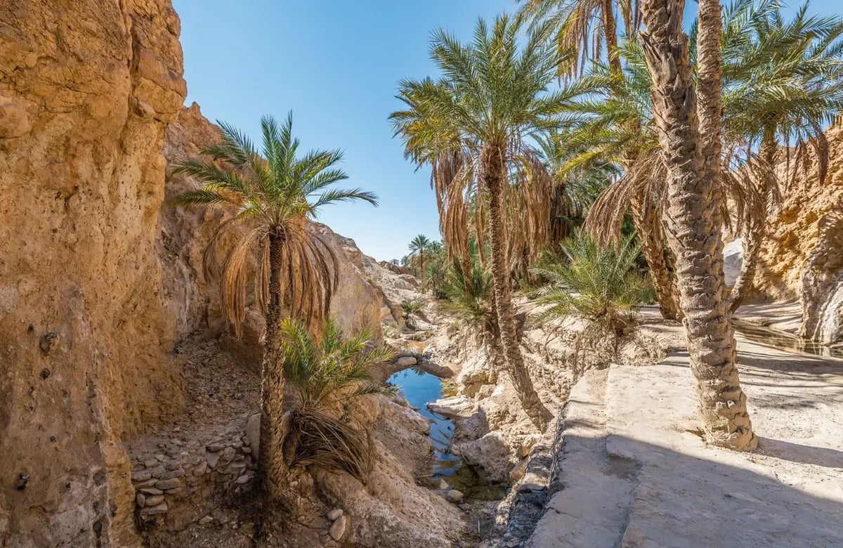 Palmenoase bei Tozeur mit Wasserlauf inmitten der Wüstenlandschaft.