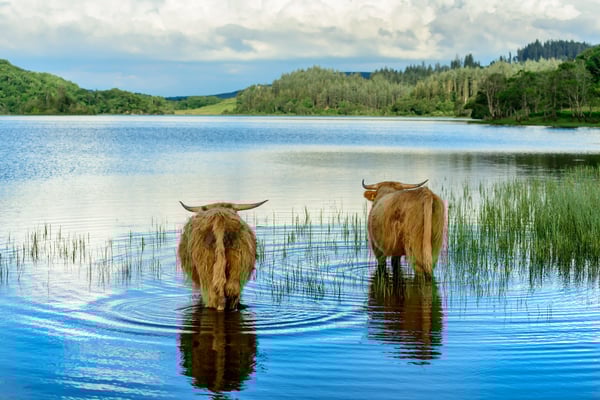 Zwei Hochlandrinder stehen im seichten Wasser eines Sees, umgeben von Schilf und bewaldeten Hügeln