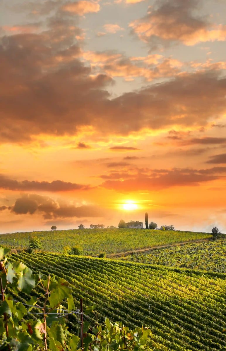 Sonnenuntergang über sanft geschwungenen Weinbergen mit grünen Rebreihen und warmem orangefarbenem Himmel