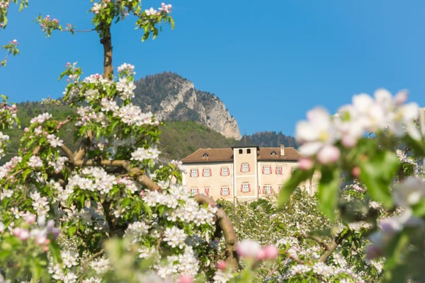 Blühende Apfelbäume im Vordergrund mit Blick auf ein helles Schloss vor einem steilen Berghang unter blauem Himmel