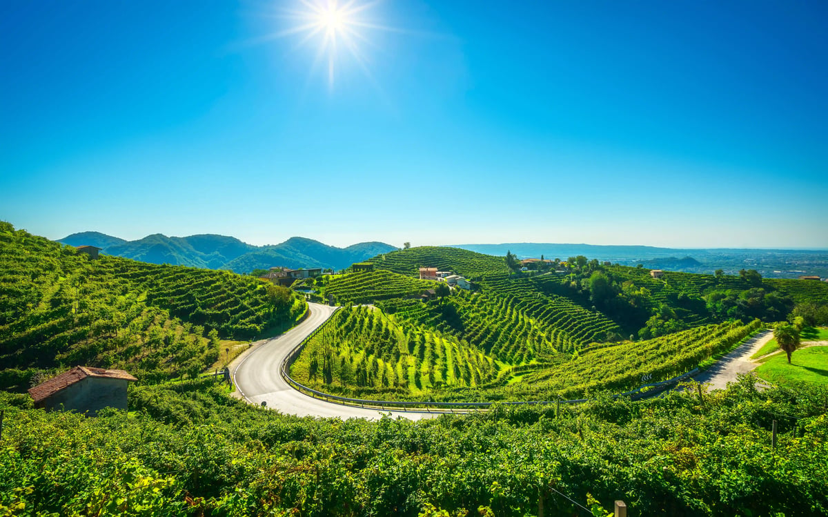 Geschwungene Strasse durch grüne Weinberge in einer hügeligen Landschaft unter blauem Himmel