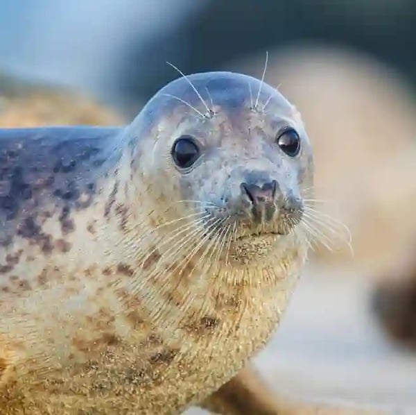 Neugieriger Seehund an der Nordseeküste mit feuchtem Sand und weichem Licht