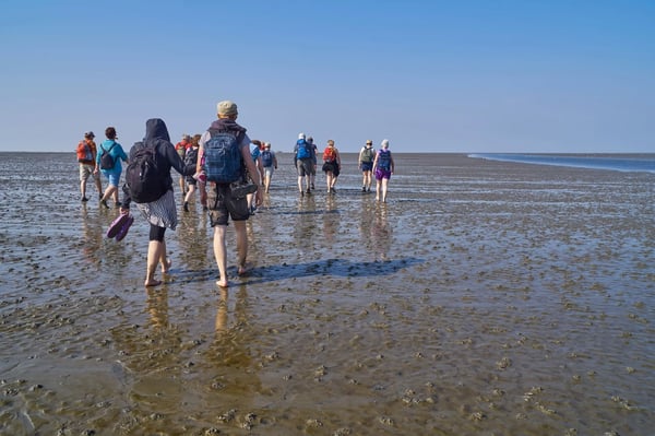 Gruppe von Wandernden bei einer Wattwanderung durch das Wattenmeer bei Ebbe