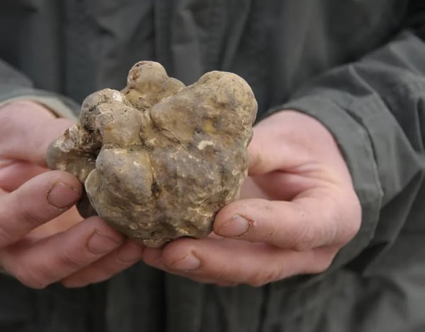 Hände halten frische Trüffel aus der Region Piemont