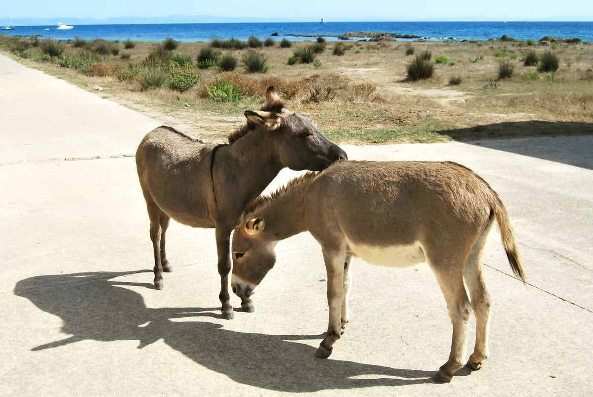 Zwei Esel stehen auf einem Weg an der Küste Sardiniens mit Blick auf das Meer