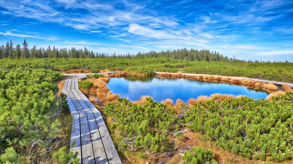 Holzbohlenweg durch Moorlandschaft an den Lovrenc-Seen