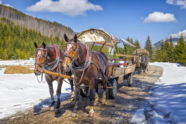 Pferdekutsche fährt durch eine verschneite Winterlandschaft