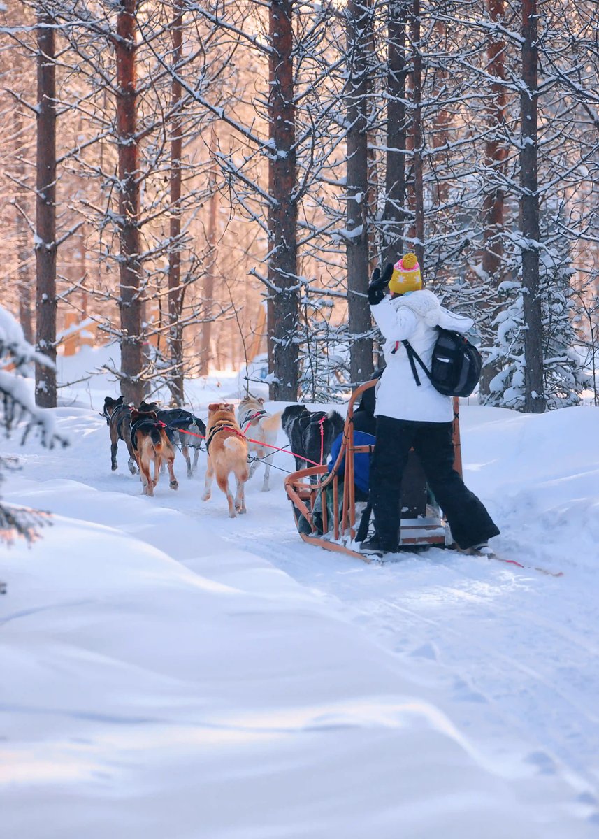 Ein von Huskys gezogener Holzschlitten fährt durch einen tief verschneiten Nadelwald, während eine Person hinten auf dem Schlitten steht und winkt.