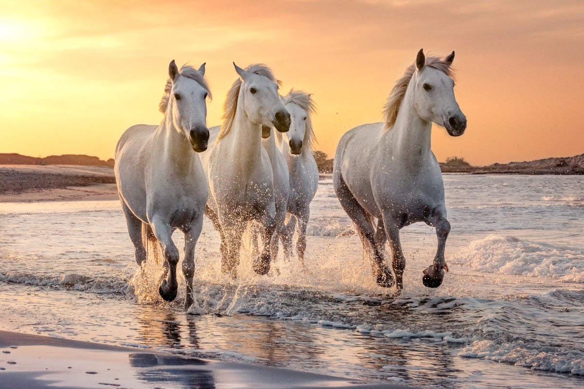 Drei weisse Pferde galoppieren durch flaches Wasser am Strand bei Sonnenuntergang.