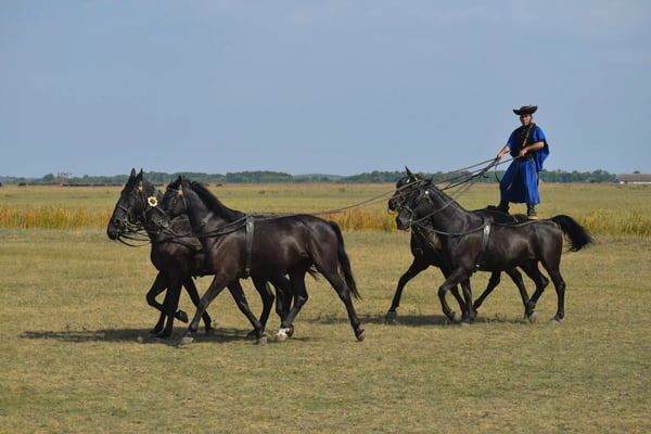 Reiter in traditioneller Kleidung lenkt Pferde Gespann durch weite Ebene unter blauem Himmel