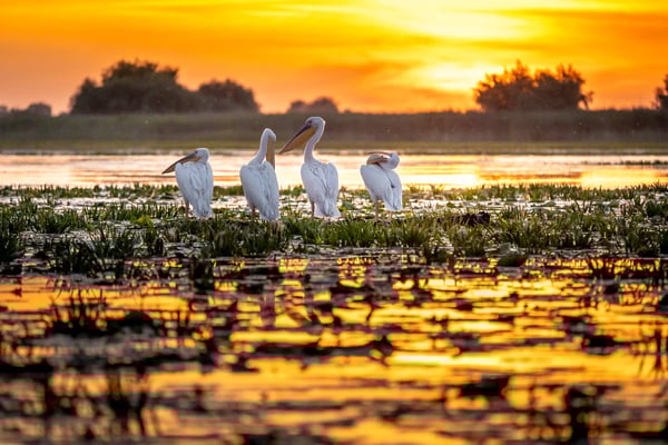 Rosa Pelikane stehen im seichten Wasser bei goldenem Sonnenuntergang