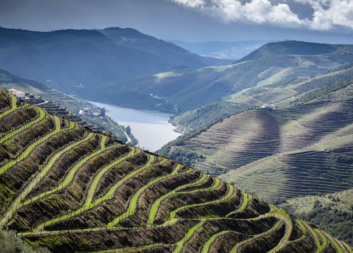 Vignobles escarpés en terrasses dans la vallée du Douro avec fleuve et montagnes douces en arrière-plan