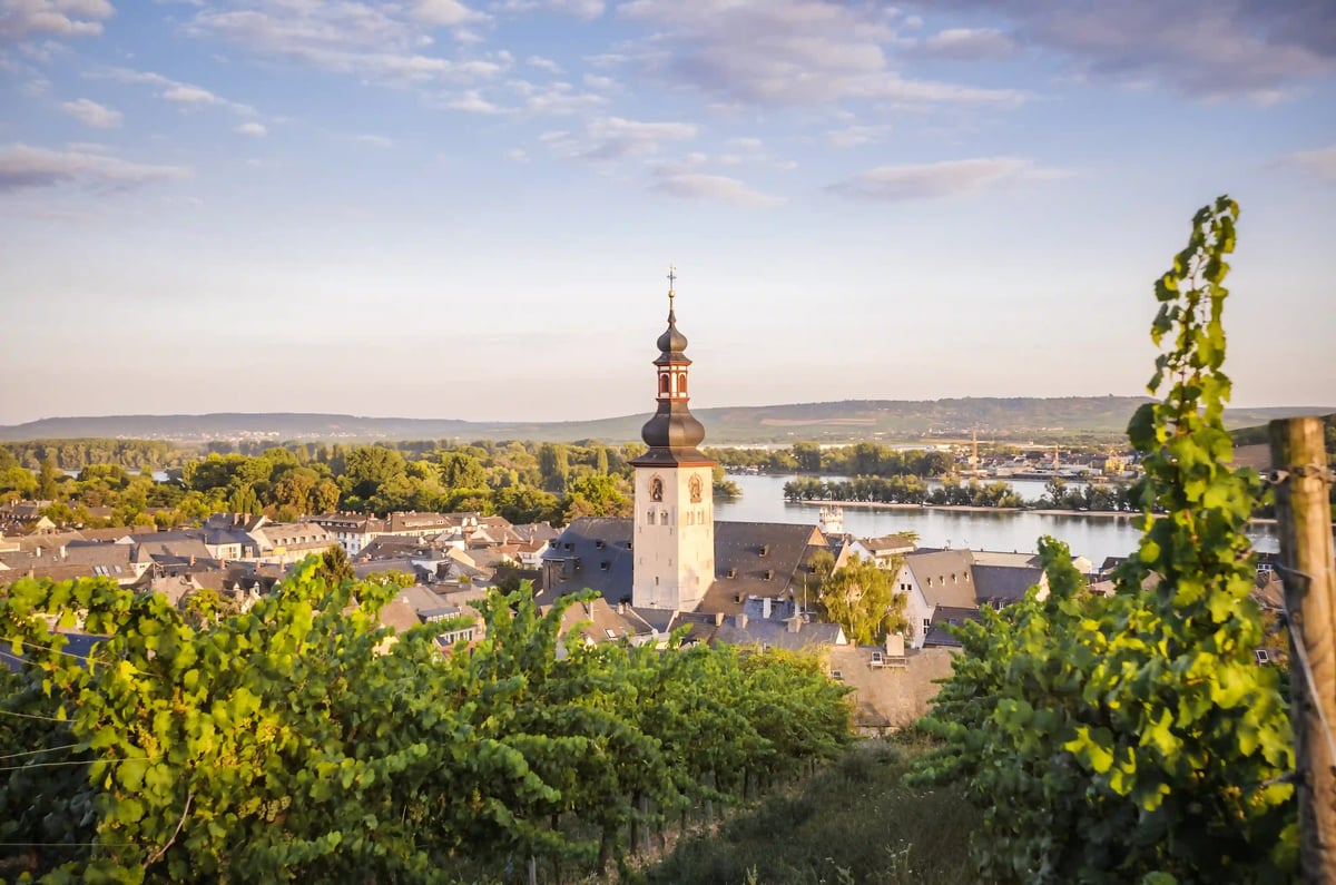 Vue panoramique de Rüdesheim am Rhein depuis les vignobles, avec l’église historique au cœur de la ville et le Rhin en arrière-plan