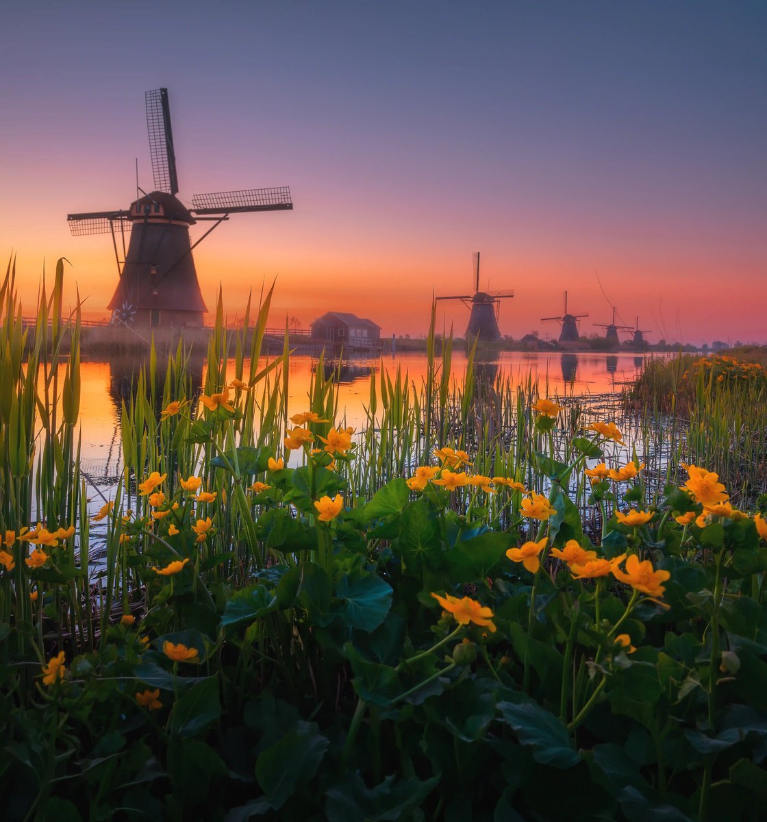 Niederländische Windmühlen in einer malerischen Landschaft bei Sonnenuntergang