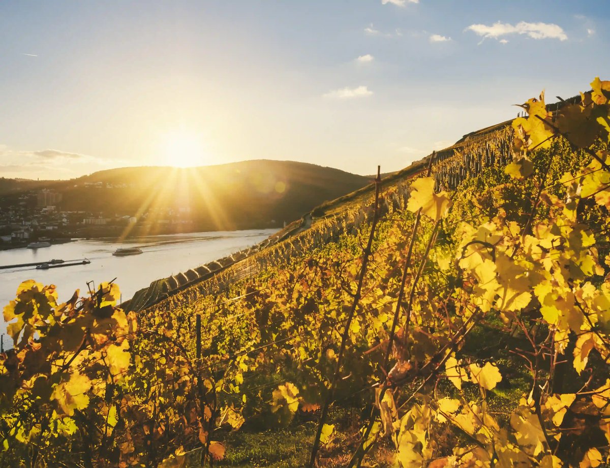 Weinberge am Rhein im Herbst mit goldenen Reben, Flussblick und warmem Sonnenlicht