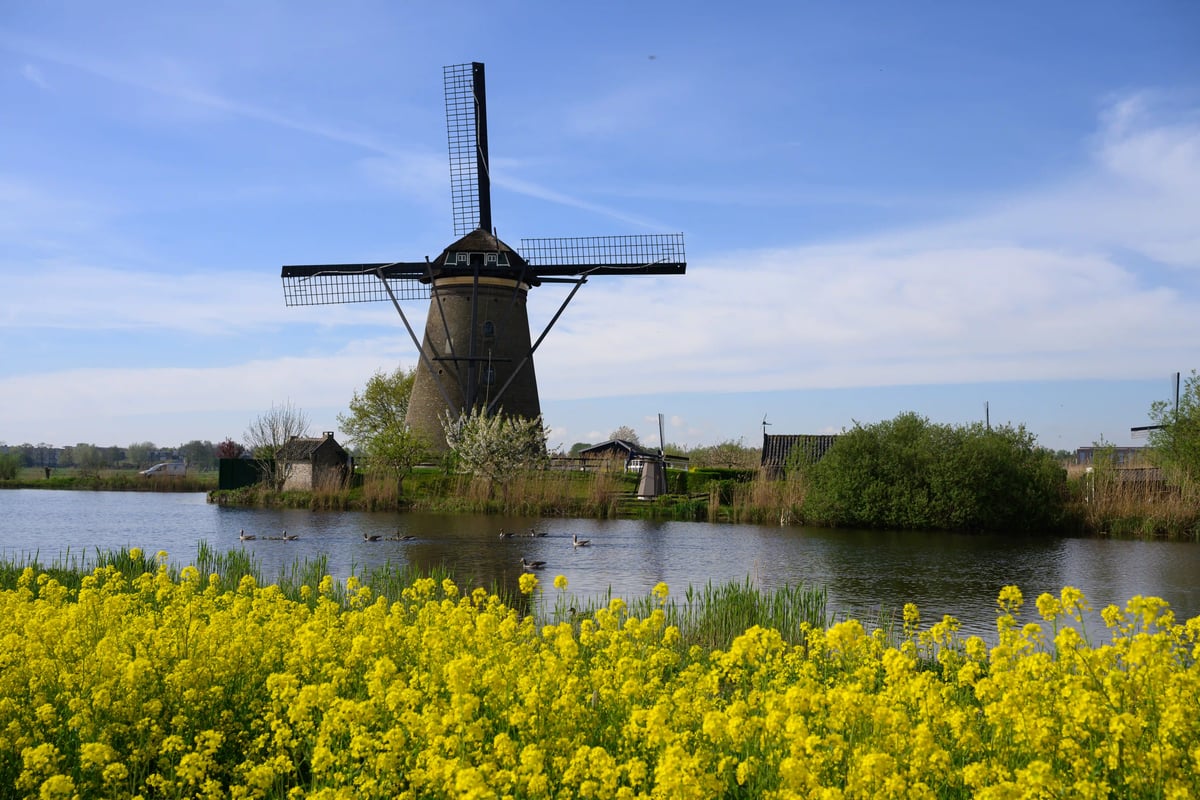 Typische niederländische Polderlandschaft mit Windmühle, blühenden Feldern und idyllischen Wasserwegen