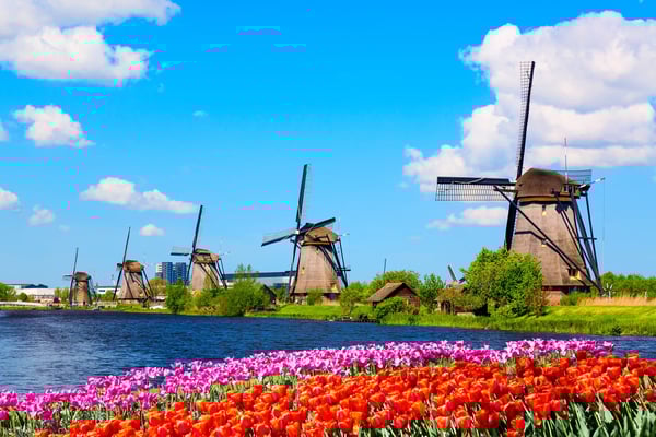 Moulins à vent historiques de Kinderdijk le long dun canal avec des tulipes au premier plan